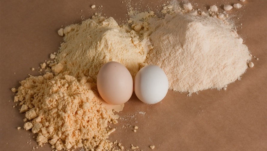 egg powder manufacturing
