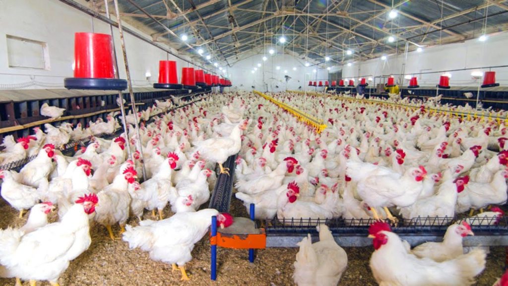 Vertically Integrated Poultry Farming