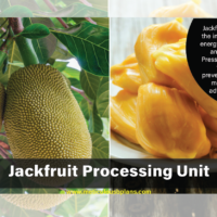 JACKFRUITS-PROCESSING-BUSINESS