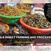 Edible Insects Processing