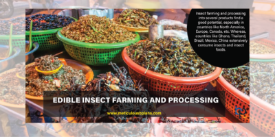 Edible Insects Processing