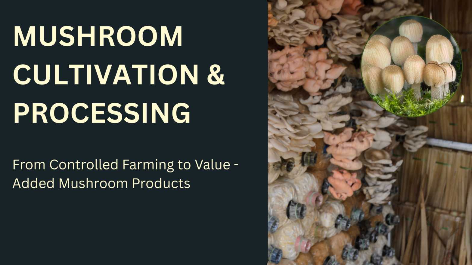Mushroom Cultivation and Processing Business