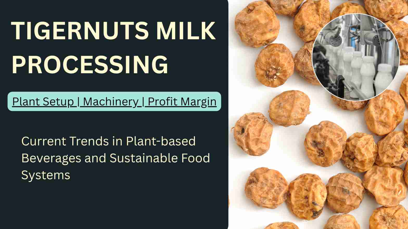 How to Start Tigernut Milk Processing