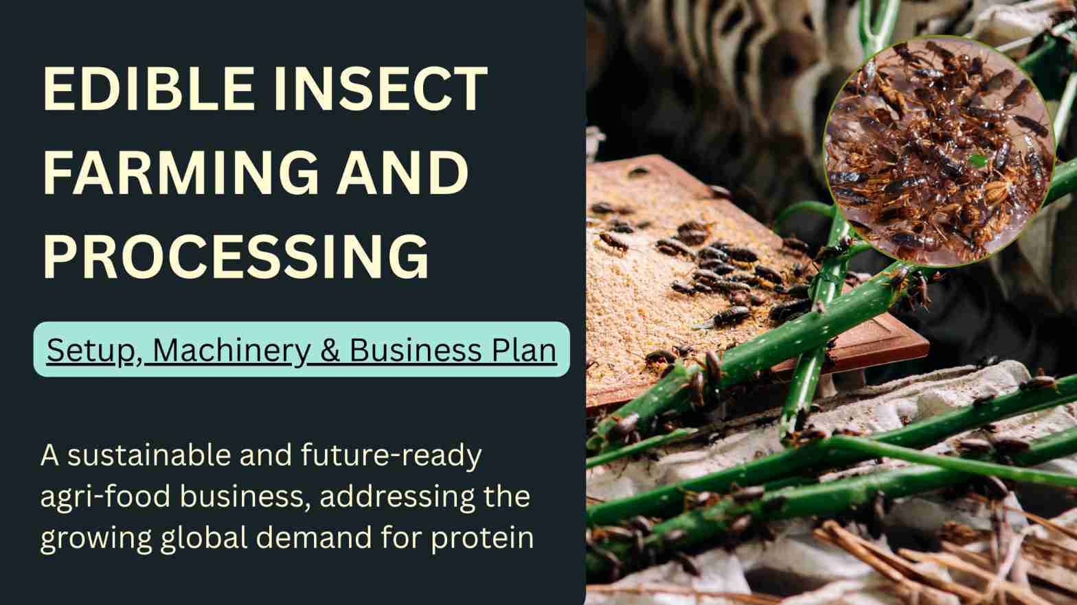 How to Start Edible Insect Farming Business