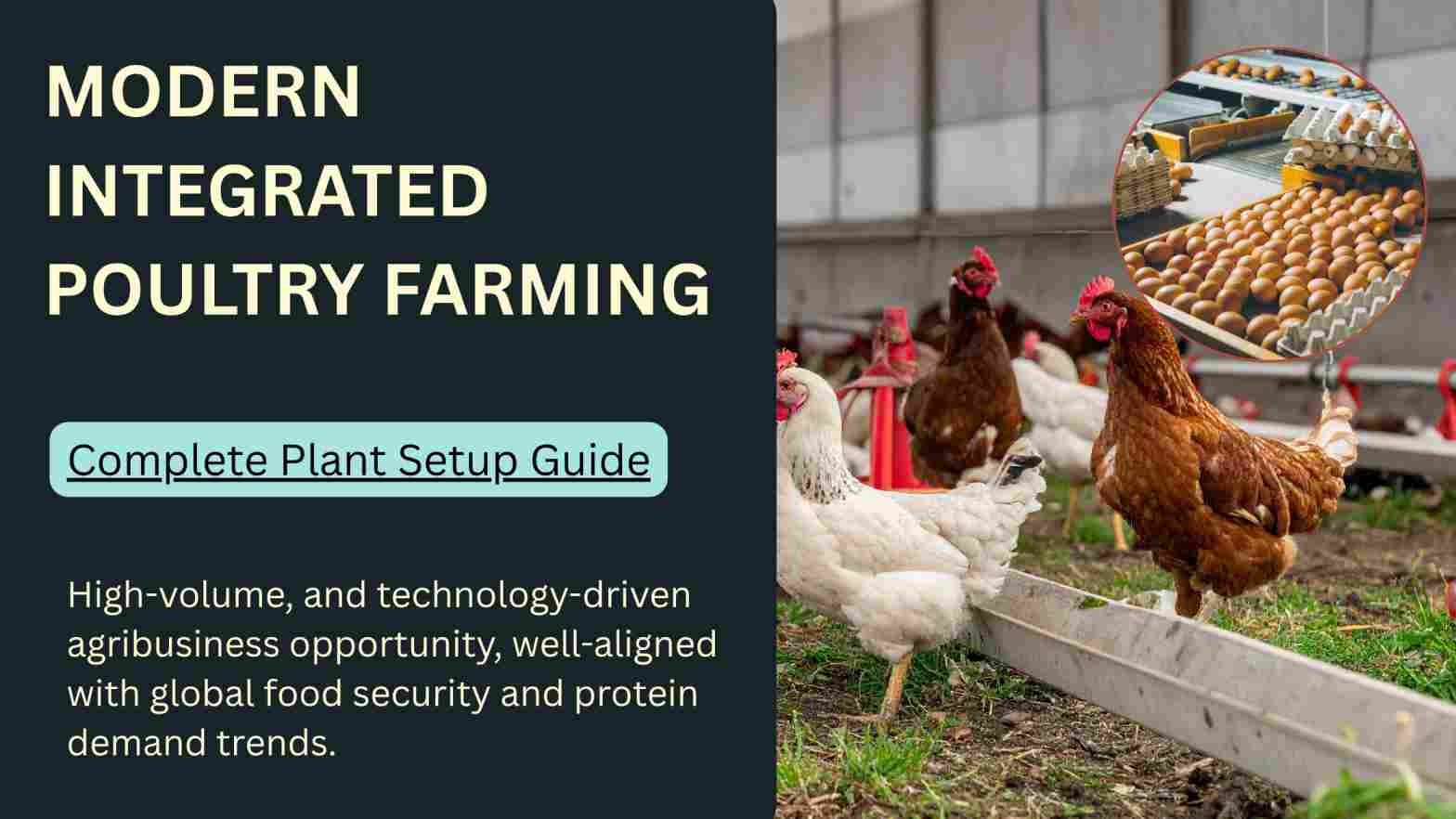 How to Start Modern Poultry Farming Business