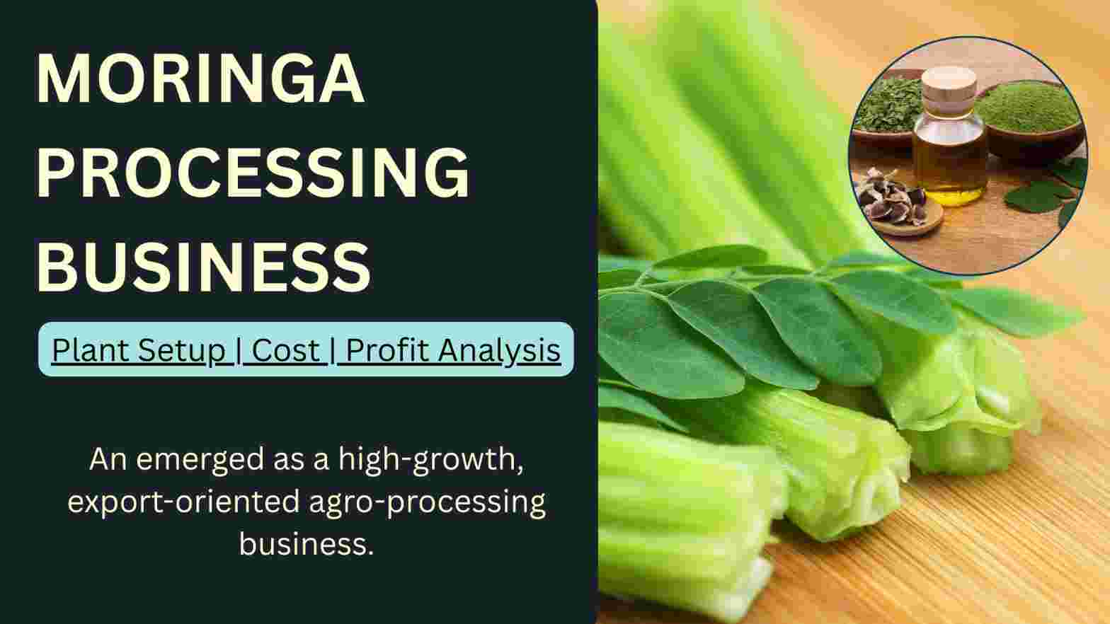 How to Start Moringa Processing Business