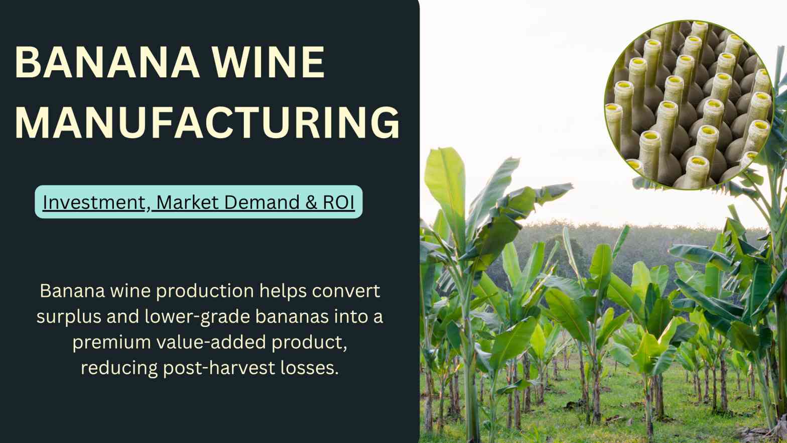 What Makes Banana Wine Manufacturing a Profitable Business