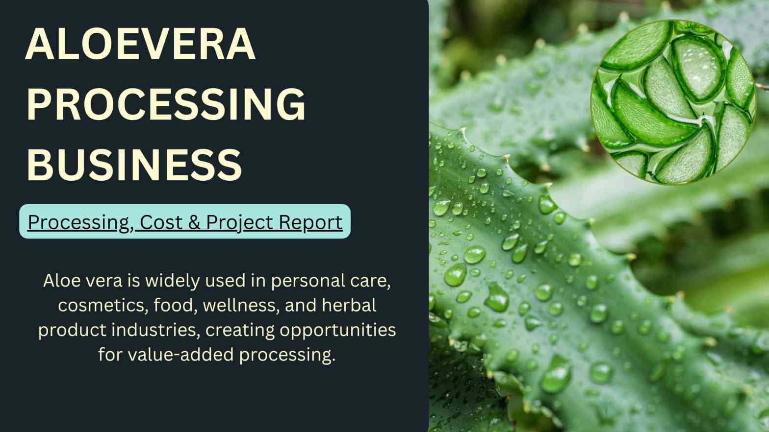 How to Start an Aloe Vera Processing Business