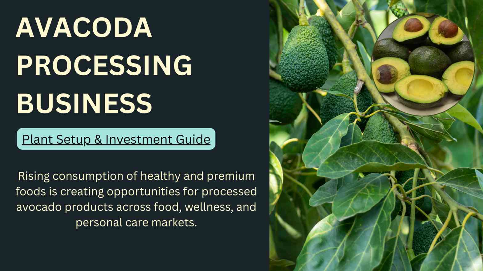 How to Start an Avocado Processing Business